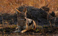 Black-backed jackal - Matetsi