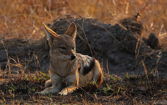 Black-backed jackal - Matetsi