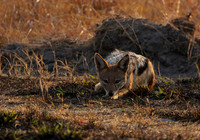 Black-backed jackal - Matetsi