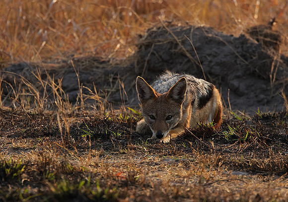 Black-backed jackal - Matetsi