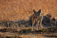 Jackals