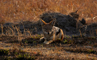 Black-backed jackal - Matetsi