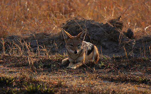 Black-backed jackal - Matetsi