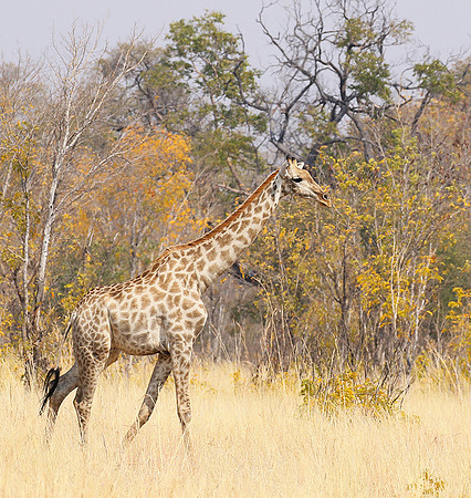 Hwange National Park