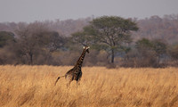 Matetsi game reserve