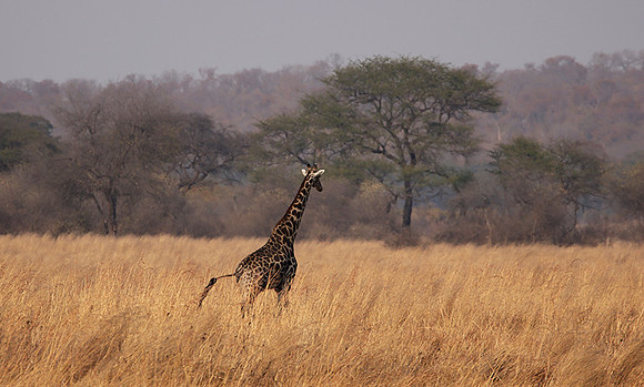 Matetsi game reserve
