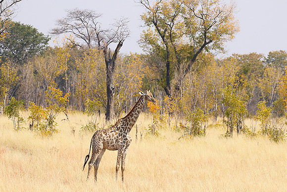 Hwange National Park