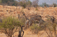 Matetsi game reserve