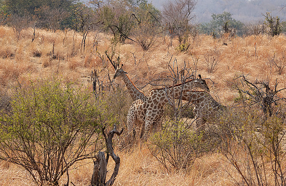 Matetsi game reserve