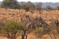 Matetsi game reserve