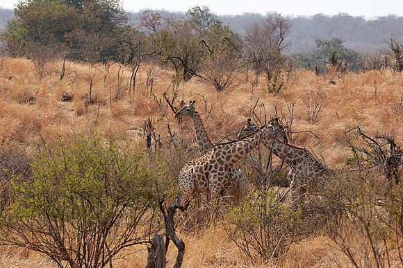 Matetsi game reserve