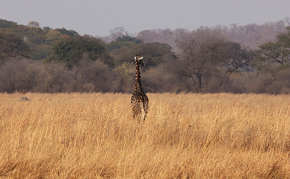 Matetsi game reserve