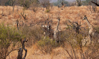 Matetsi game reserve