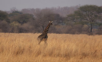Matetsi game reserve
