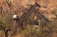 Matetsi game reserve