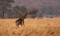 Matetsi game reserve