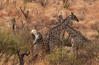 Matetsi game reserve