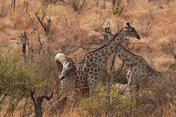Matetsi game reserve