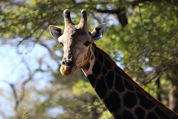 Malilangwe