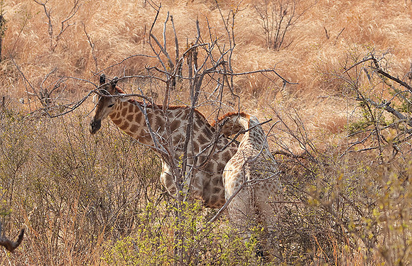 Matetsi game reserve