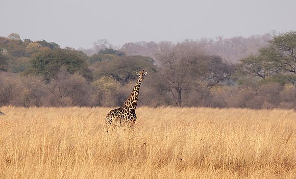 Matetsi game reserve