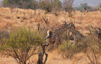 Matetsi game reserve