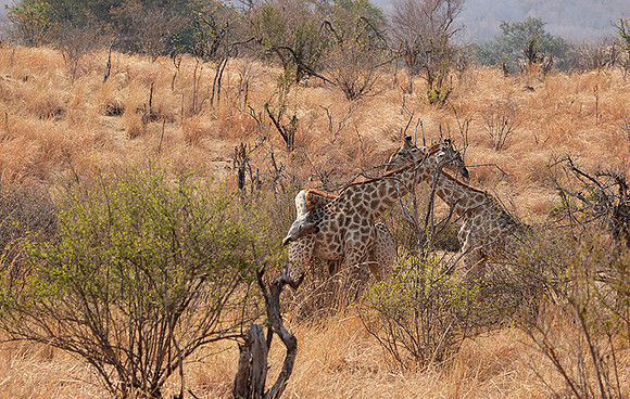 Matetsi game reserve