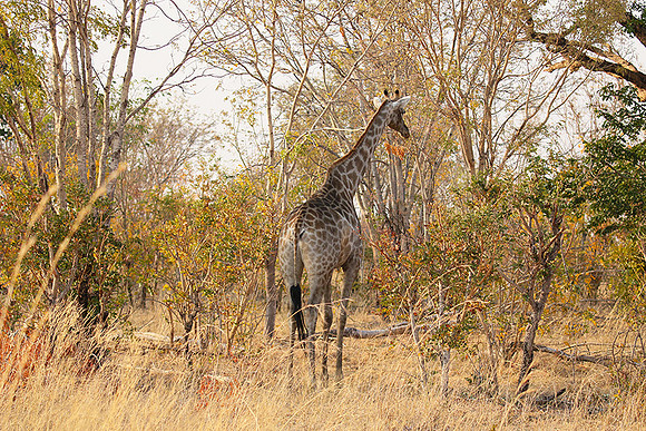 Hwange National Park