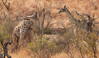 Matetsi game reserve
