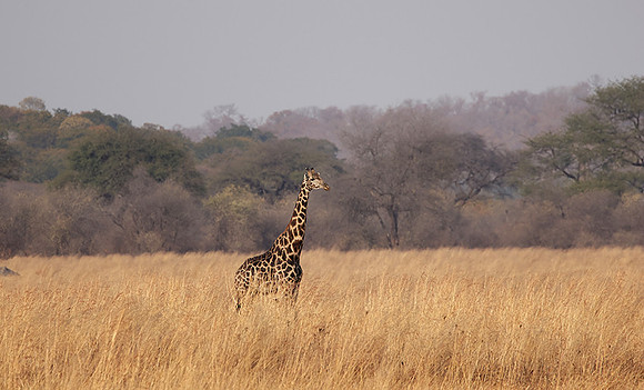Matetsi game reserve