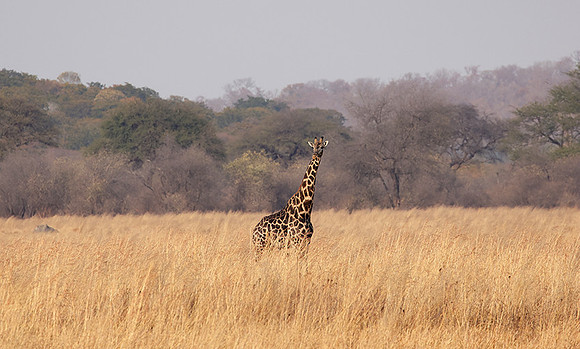 Matetsi game reserve