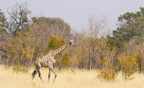 Hwange National Park