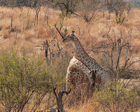 Matetsi private game reserve