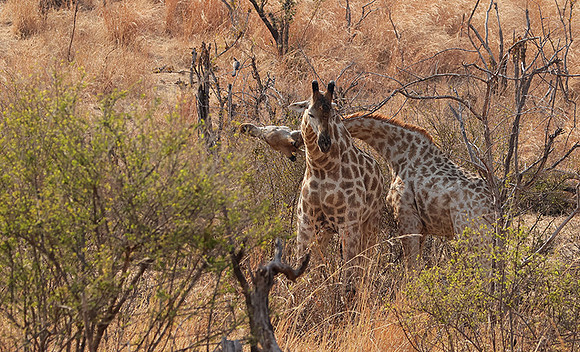 Matetsi private game reserve