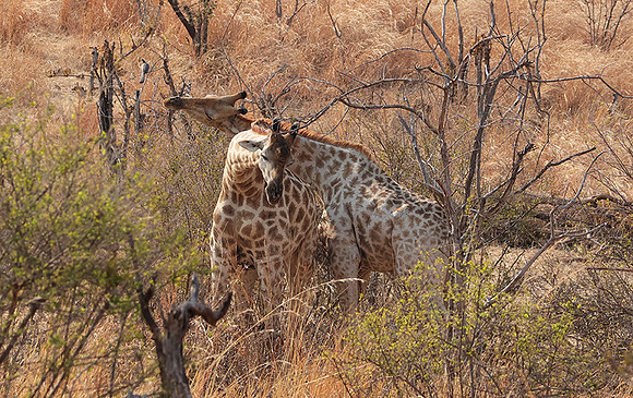 Matetsi private game reserve