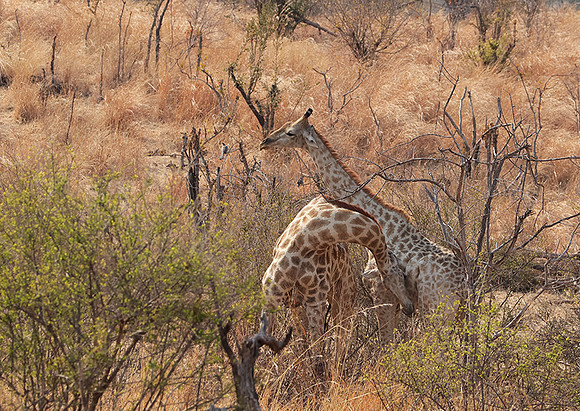 Matetsi private game reserve