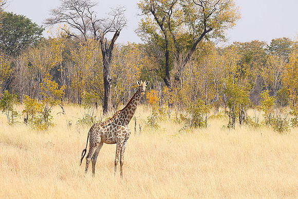 Hwange National Park