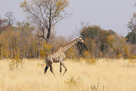 Hwange National Park