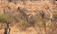 Matetsi game reserve