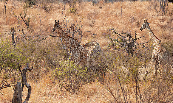 Matetsi game reserve