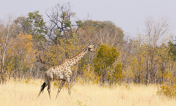 Hwange National Park