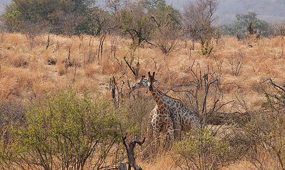 Matetsi private game reserve