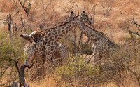 Matetsi game reserve