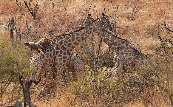Matetsi game reserve