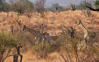 Matetsi game reserve