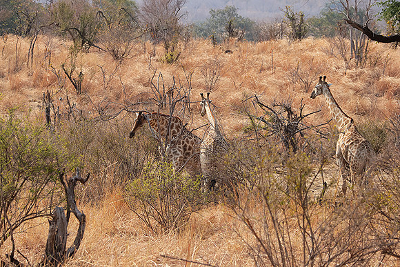 Matetsi game reserve