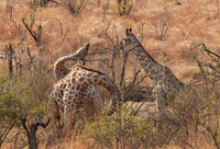 Matetsi game reserve