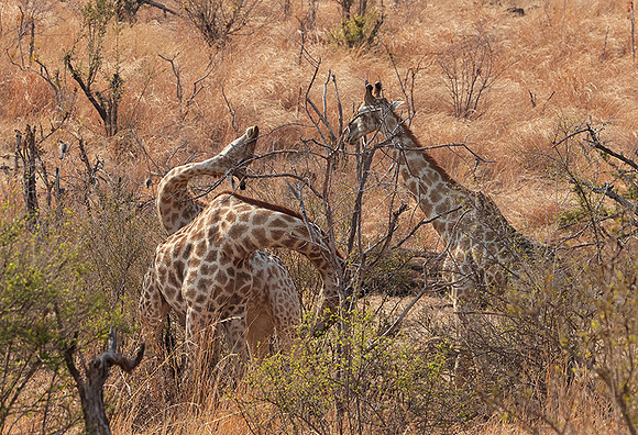 Matetsi game reserve