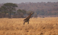 Matetsi game reserve