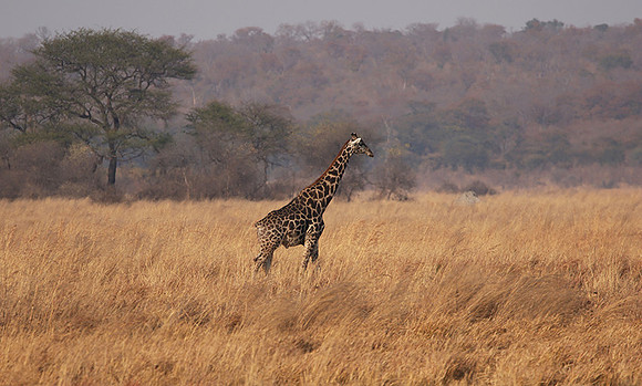 Matetsi game reserve
